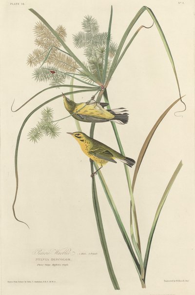 Präriewaldsänger von Robert Havell after John James Audubon