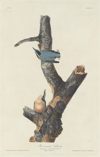 Rotbrustkleiber von Robert Havell after John James Audubon