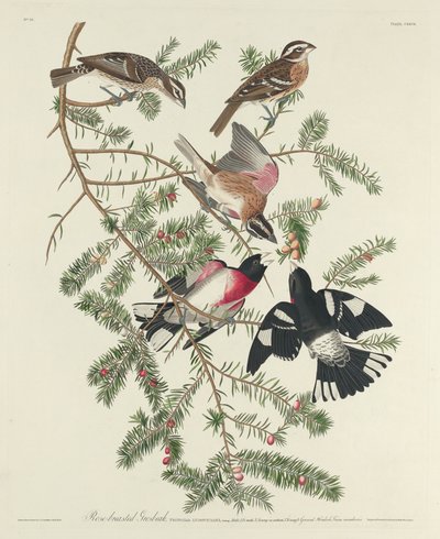 Rosenbrust-Kernknacker von Robert Havell after John James Audubon