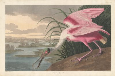Rosalöffler von Robert Havell after John James Audubon