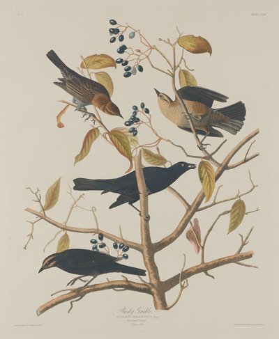 Rostiger Grakle von Robert Havell after John James Audubon