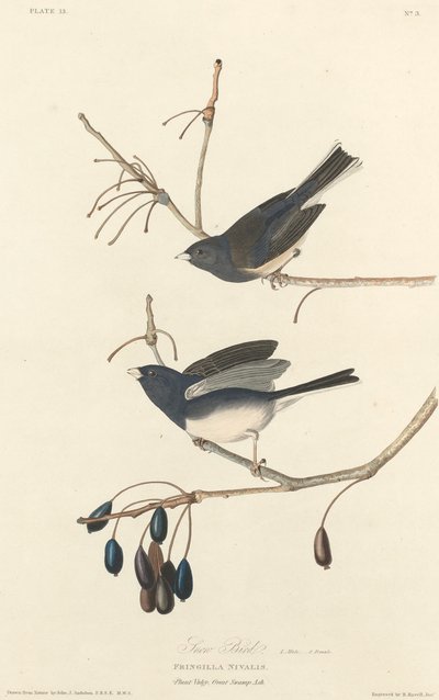 Schneevogel von Robert Havell after John James Audubon