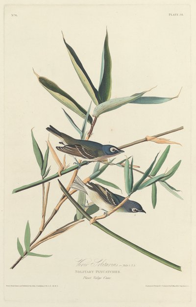 Einsamer Fliegenschnäpper von Robert Havell after John James Audubon