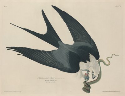 Schwalbenschwanzweih von Robert Havell after John James Audubon