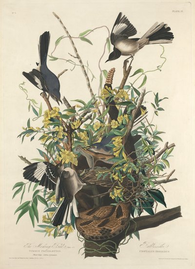Der Spottdrossel von Robert Havell after John James Audubon