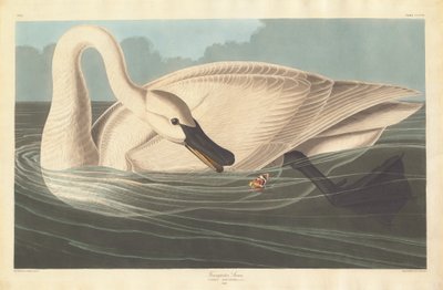 Trompeterschwan von Robert Havell after John James Audubon