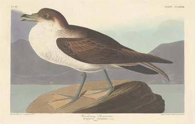 Wandersturmvogel von Robert Havell after John James Audubon