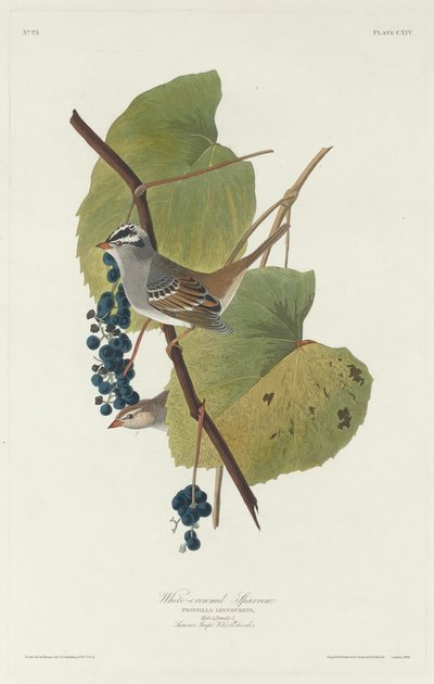 Weißkronensperling von Robert Havell after John James Audubon
