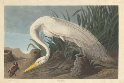 Weißer Reiher von Robert Havell after John James Audubon