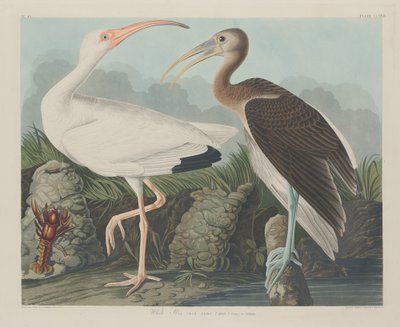 Weißer Ibis von Robert Havell after John James Audubon