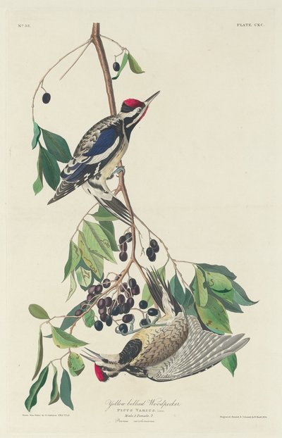 Gelbbauch-Specht von Robert Havell after John James Audubon