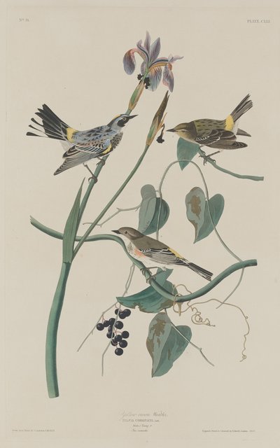Gelbkopf-Waldsänger von Robert Havell after John James Audubon