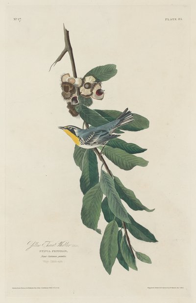 Gelbkehl-Waldsänger von Robert Havell after John James Audubon