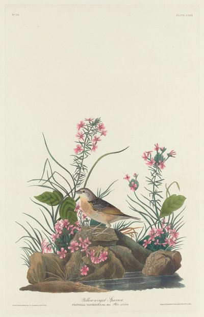 Gelbflügelsperling von Robert Havell after John James Audubon