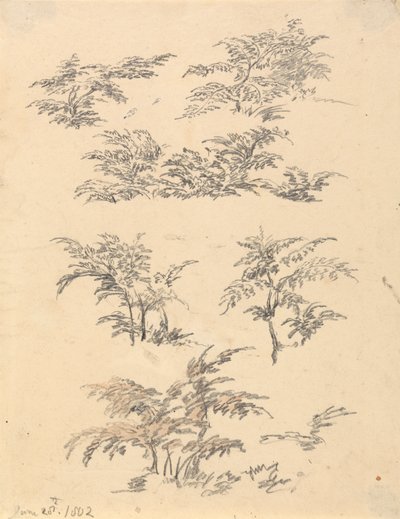 Studie von Farn von Robert Hills