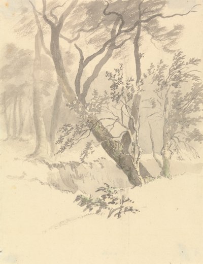 Der Wald von Robert Hills
