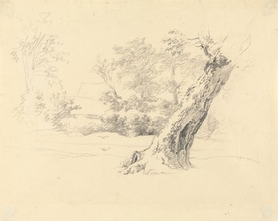Baumstudie von Robert Hills