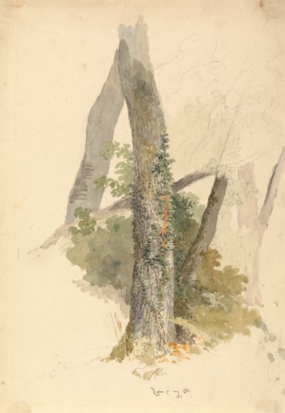 Baumstudie mit Efeu, der an einem Baumstumpf hochklettert von Robert Hills