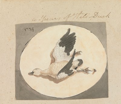 Eine Art Wildente von Robert Mabon