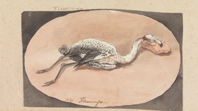 Flamingo von Robert Mabon