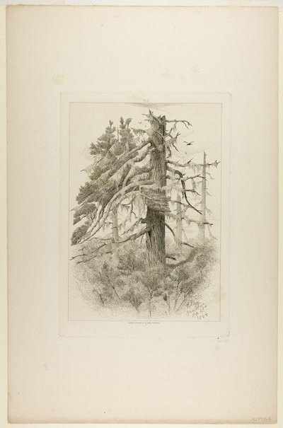 Alte Bäume auf Naushon Island von Robert Swain Gifford
