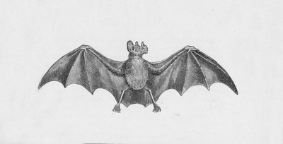 Vampirfledermaus, um 1885, 1890 von Robert Taylor Pritchett