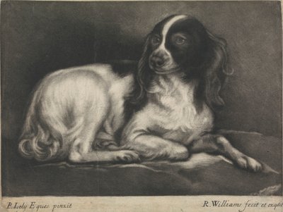 Ein Spaniel von Robert Williams