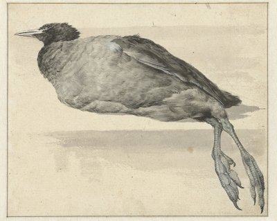Tote Blässhuhn von Rochus van Veen