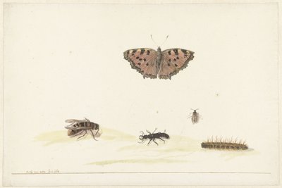 Studienblatt mit verschiedenen Insekten von Rochus van Veen