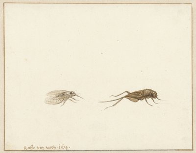 Zwei Insekten von Rochus van Veen