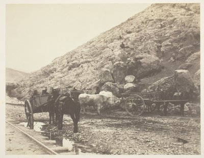 Rinder und Karren verlassen Balaklava, 1855 von Roger Fenton