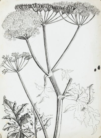 Wiesenkerbel von Rosalie Brill
