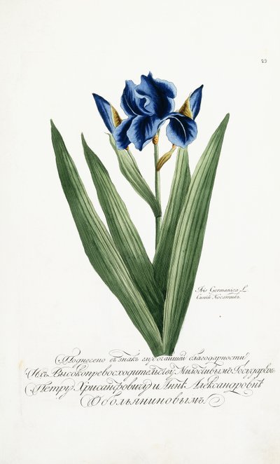 Iris Germanica, 1797-1803 von Russian School