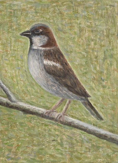 Haussperling, 2008 von Ruth Addinall