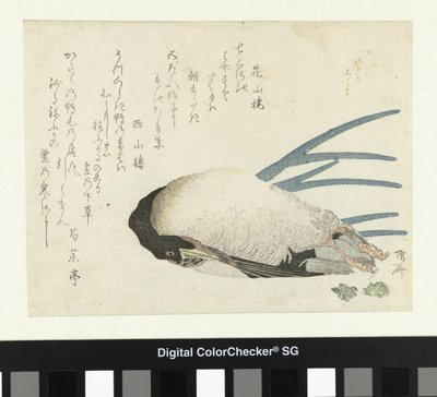 Leek im leichten Schnee von Ryuryukyo Shinsai