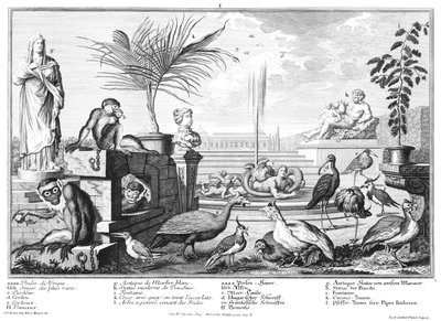 Affen, Hühnervögel und Regenpfeifer von Salomon Kleiner