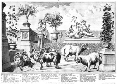 Schafe von Salomon Kleiner