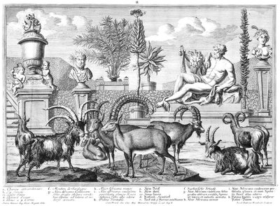 Steinböcke von Salomon Kleiner