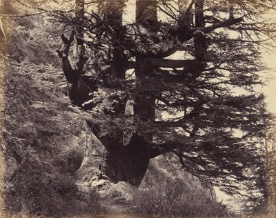 Simla - Großer Deodar, 42 Fuß Umfang von Samuel Bourne