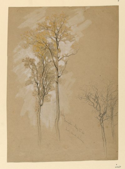 Eichen, Lady Wood Lane, Irvington von Samuel Colman