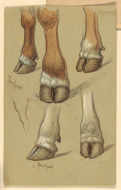 Studien nach Rindern von Samuel Colman