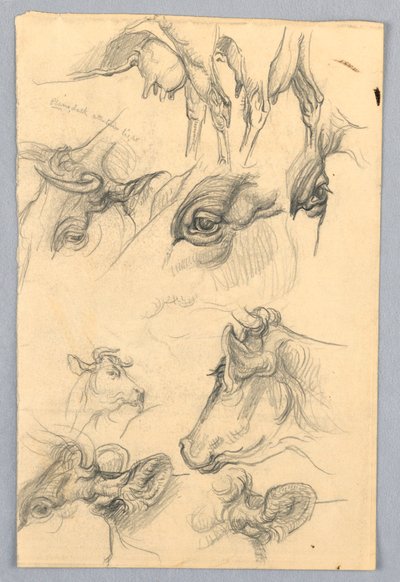 Studien von Kühen von Samuel Colman