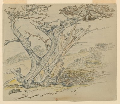 Studie alter Zypressen, Cypress Point von Samuel Colman
