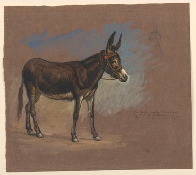 Studie eines Maultiers von Samuel Colman