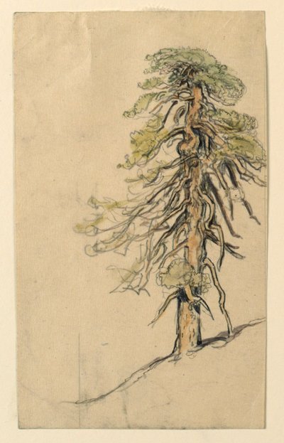 Studie eines Baumes auf einem Hügel von Samuel Colman