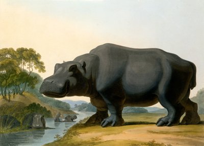 Das Nilpferd, 1804 von Samuel Daniell