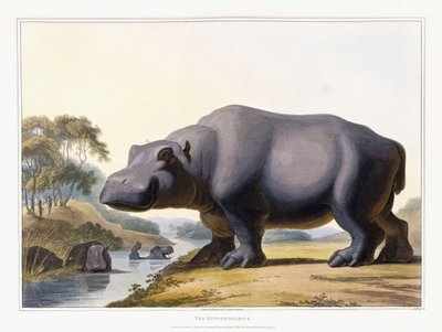 Das Nilpferd, 1804 von Samuel Daniell