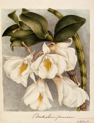 Dendrobium Formosum, ca. 1839 von Samuel Holden