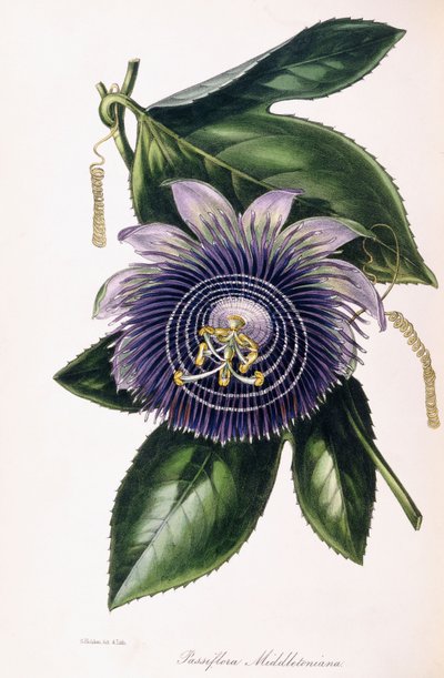 Passiflora Middletoniana, ca. 1834-1849 von Samuel Holden