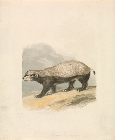 Honigdachs von Samuel Howitt